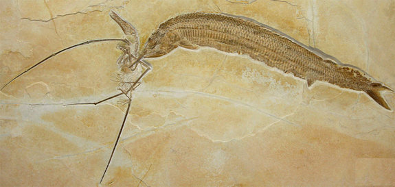 miggrator:  wigmund:fossilporn:An ancient armored fish was fossilized in the act