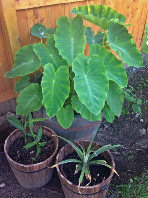 hqcreations:hqcreations:Harvesting TaroRemember all the supermarket bought taro I planted earlier th