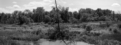 patrickjmccormack:  Lost Swamp (Two frames