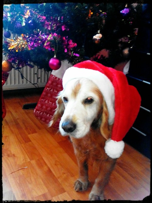 lilzv:Beny wish beautiful Christmas to all of you! :*