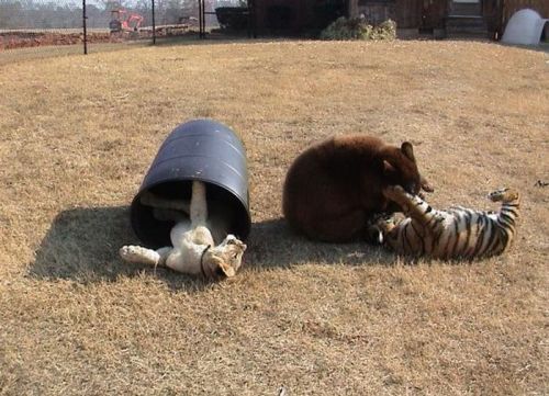 carry-on-my-wayward-butt:  herefortheholidays:  A lion, tiger and bear recovered in a drug bust in 2001 have been living together ever since at an animal rescue center near Atlanta. Leo, Shere Khan and Baloo are like brothers; caretakers say separating