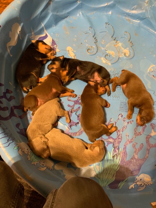 Im Making A Post About My Seven Puppies Named After Monsta X Bc Everyone Needs To Meet Them And You Cant