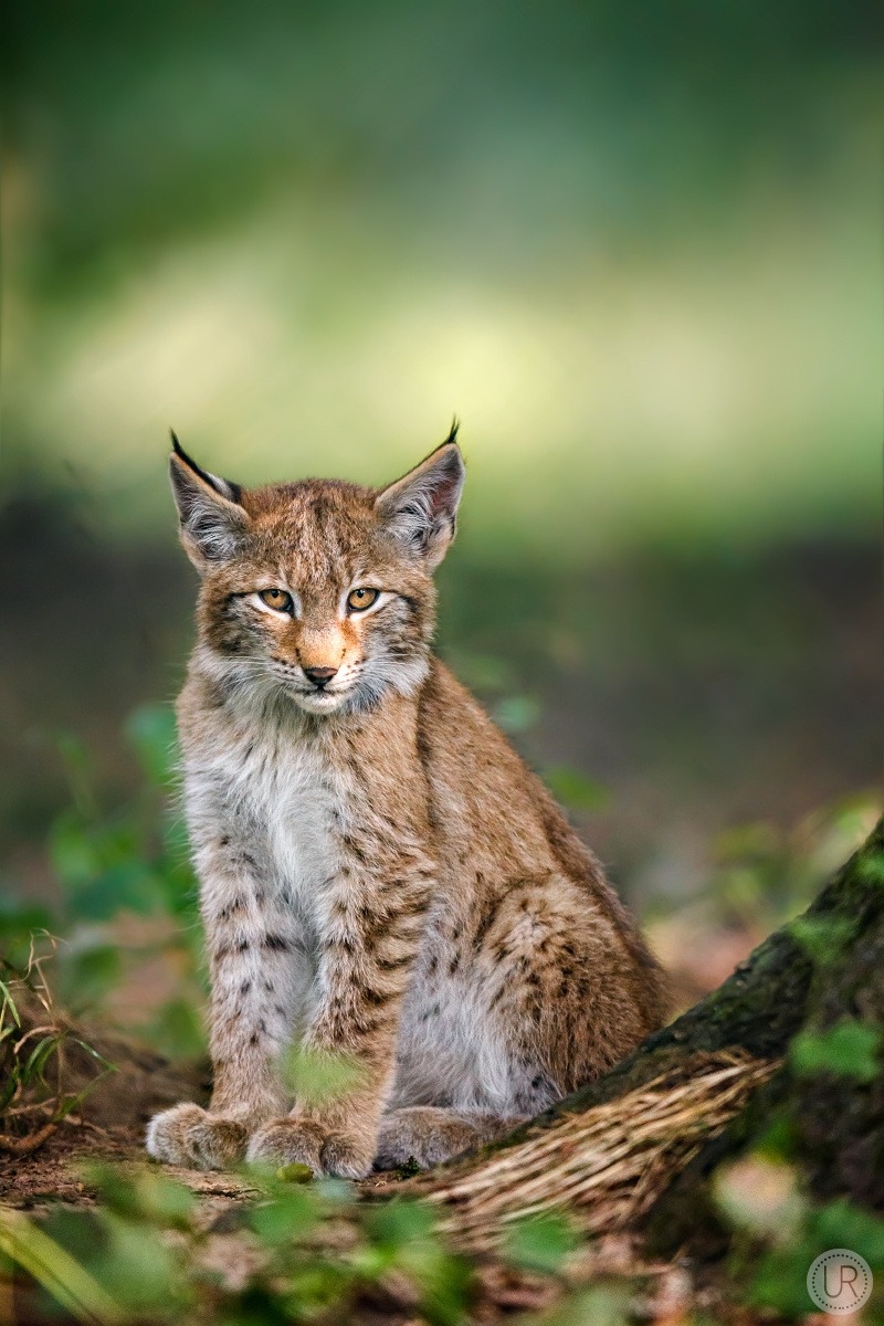beautiful-wildlife:  i can look so bad ;-) by René Unger