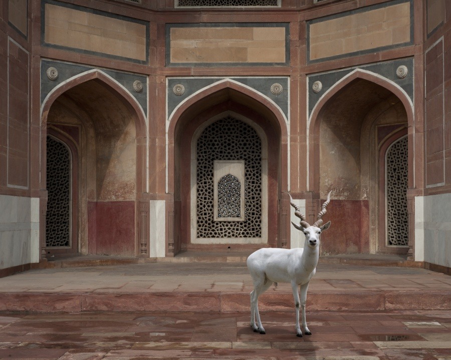 red-lipstick:  Karen Knorr - 1: Flight to Freedom, Juna Mahal, Dungarpur  2: The