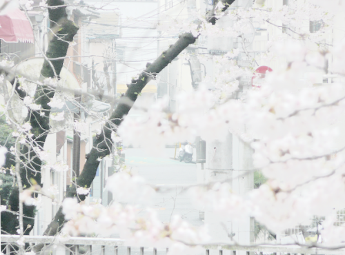 akame-jpg:credit