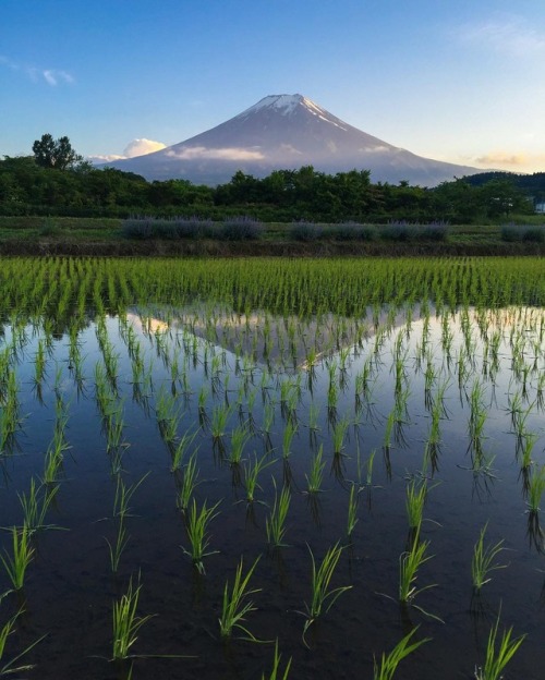 archatlas:Kyoto Leslie Taylor