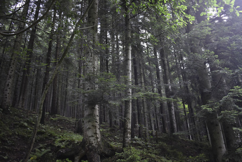 forest photoshoot