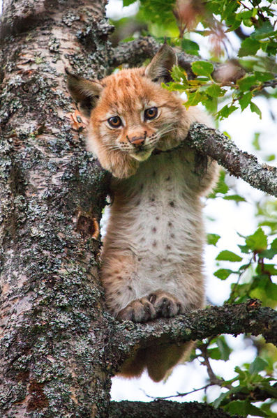 laughterkey:adulthoodisokay:sirpeter64:A lynx climbs a tree at the Langedrag Nature Park in Norway. 
