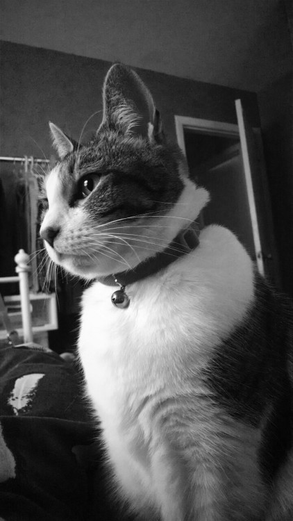 Yeah, I know my cat is mega cute. ;D