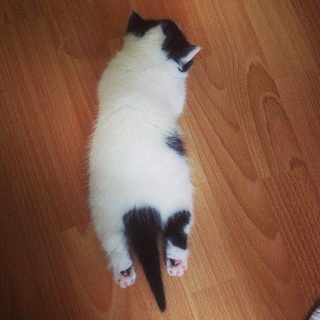 coolcatgroup:  @mostlycatsmostly LOOK 