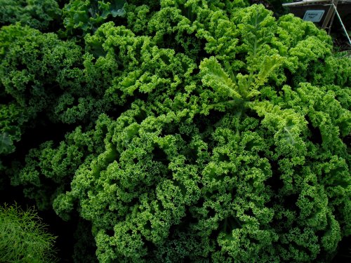 Curly Kale and lots of it. You can only eat so much of this ;)