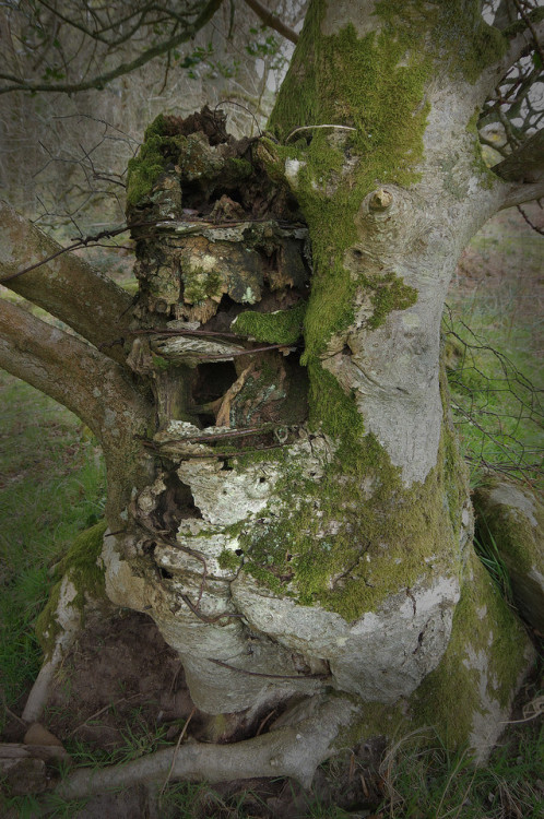 Here is another fencepost made by wrapping wire round a live tree - this time a holly tree. It certa