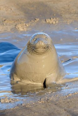 cuteanimals-only:playing with mud is fun