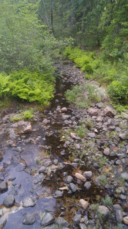 organichaos: We found this on the rocks near the local rapids while taking a nice nature walk ~ “She