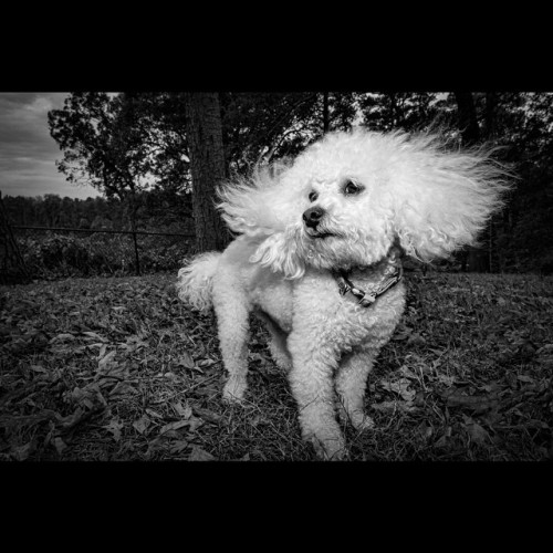 I shot a Bichpoo (you have to love that name) named Augie. It was windy, which was blowing his puff