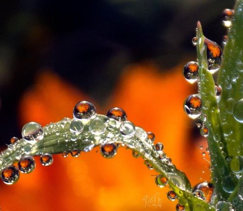 Nature Pearls #drops#drops_perfection#macro_perfection#macro_mania__#exquisitepics20_macro