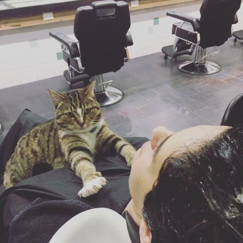 Porn catsbeaversandducks:  Cat Helps Run Hair photos