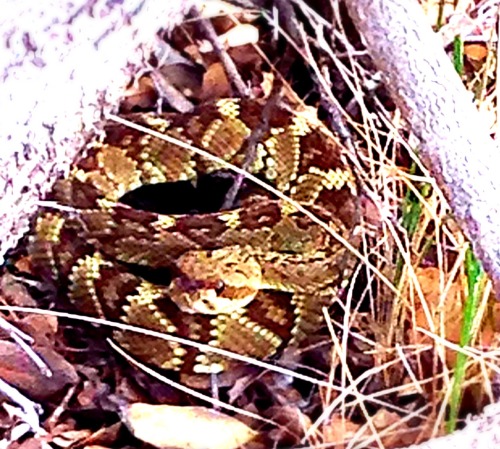 This is a black-tailed rattlesnake my friends came across while hiking Devil&rsquo;s Bridge Trai