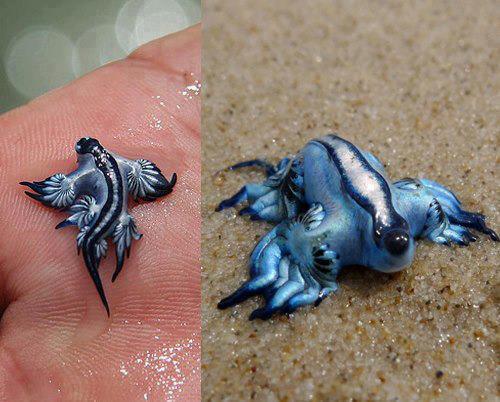 ephemerayla:  weshookthesky:   The Blue Dragon (Glaucus atlanticus), one of the world’s rarest and most beautiful mollusks  that’s an alien, that’s an alien dragon baby. that’s the coolest thing I’ve ever seen  category 1 kaiju? 