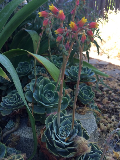 plantyr:  More succulent flowers!