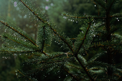 stereocolours: Pine Needle Raindrops www.hidadmmarshall.comwww.instagram.com/stereocolourswww.twitte