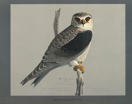 Louis Agassiz Fuertes, paintings for Album of Abyssinian birds and mammals, 1930. Field Museum of Na