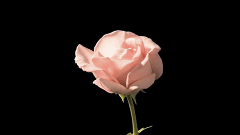okiepokey:  Watching you bloom slowly, elegantly.