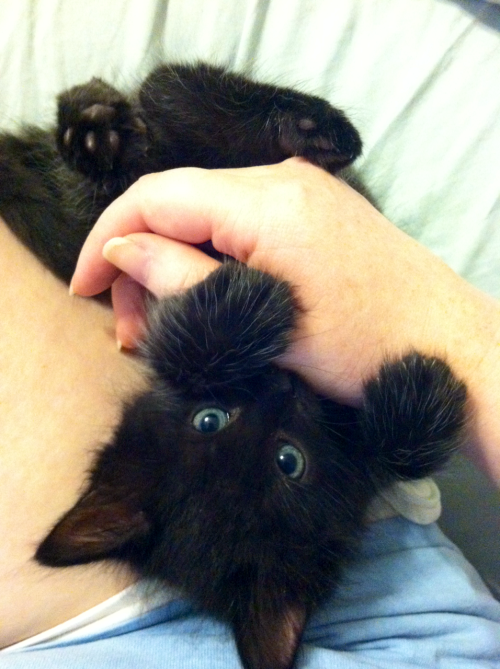 briarcrow:  My little Luna <3