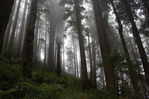 superunknowns: Foggy Forest by Grant Montgomery