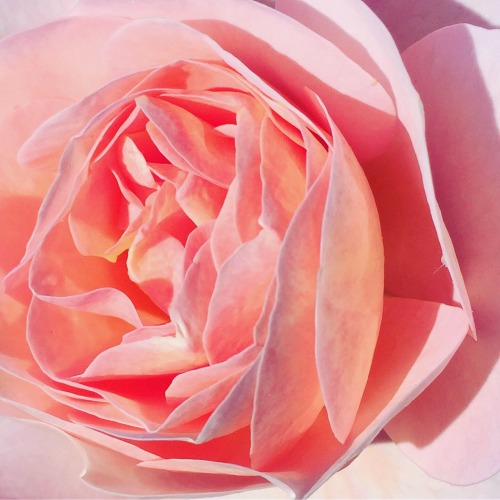 #photography#original photography#flower#rose#flowers#roses#pink aesthetic