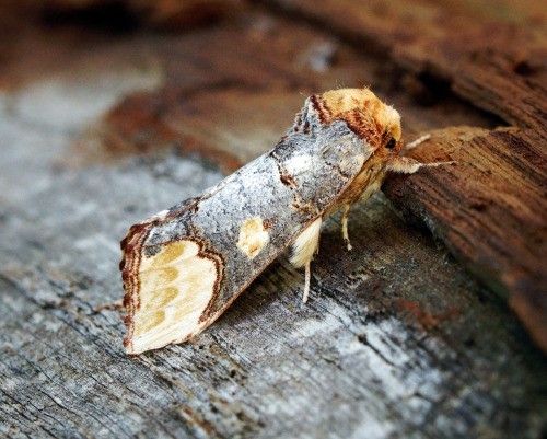spiribia:no way… look at buff-tip moth which looks like a little piece of wood. &lt;- the