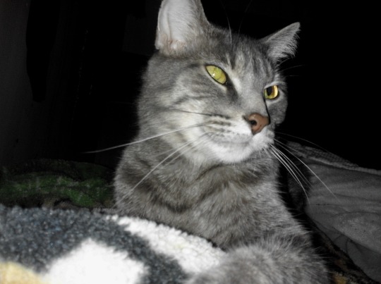 silver, gray, and white cat laying on blankets with his head tilted slightly away