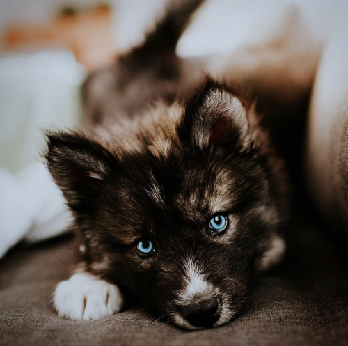 animals-addiction:This dog is so pretty