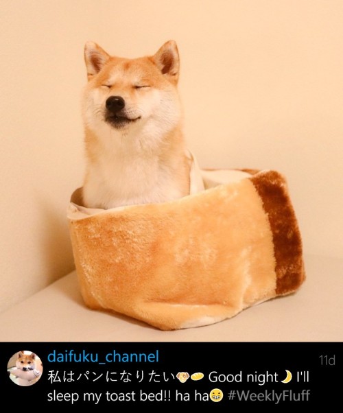 muddy-mons:  mustardtigress:  I love bread just as much as Daifuku!!  apieceofbread 