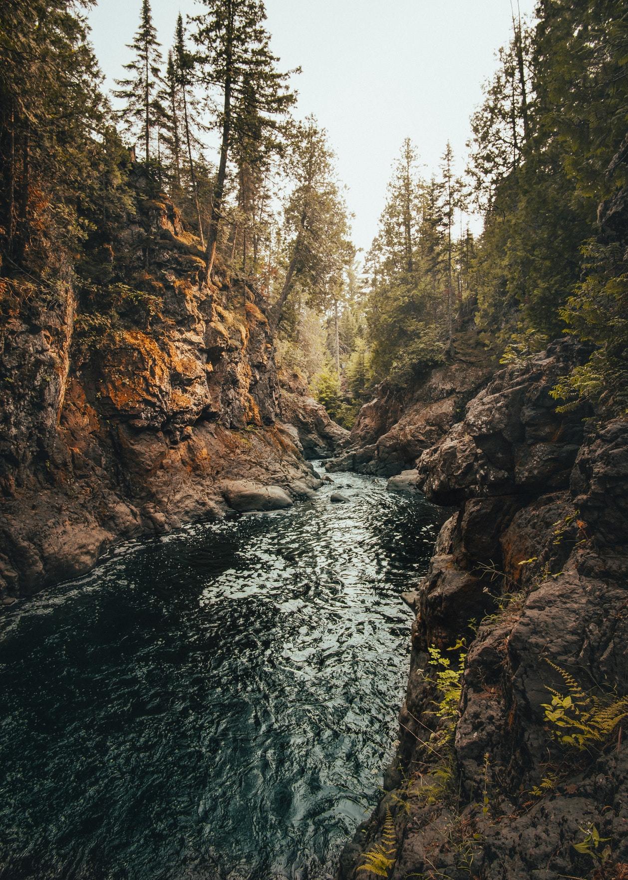 My adventure through the forest