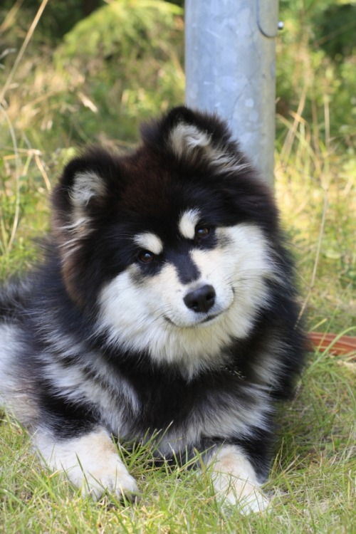 XXX sihipop:  Finnish Lapphund appreciation post. photo