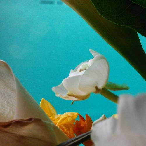 It struck me that my dying flowers by the windowsill kind of look like they&rsquo;re underwater.