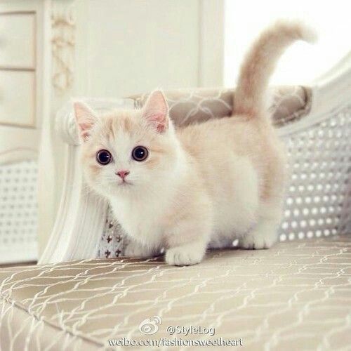 XXX cute-overload:  So ridiculously cutehttp://cute-overload.tumblr.com photo