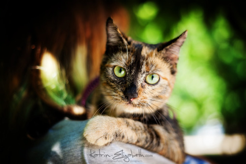 More photos from the photosession - www.katrin-elizabeth.com/en/happy-cat Copyright © www.