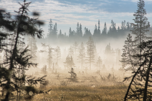 tiinatormanenphotography:~ Morning forest ~Aug 2015, Taivalkoski, Finland.by Tiina Törmäne