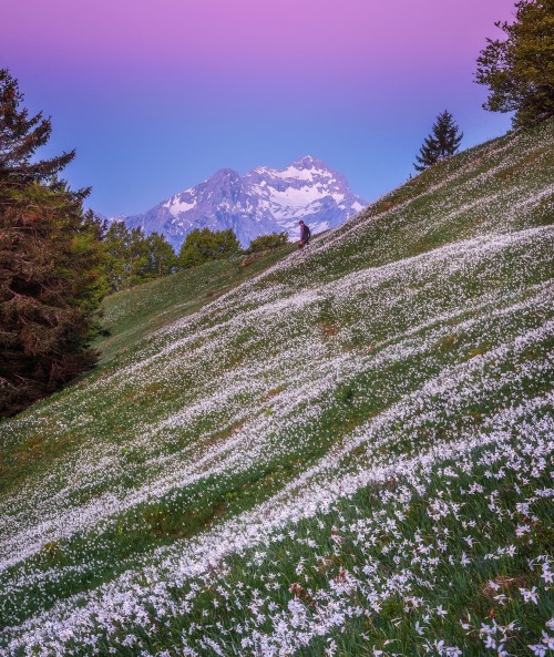 traveltoslovenia: GOLICA, Slovenia - the blooming daffodils on the slopes of Mt. Golica with Sloveni