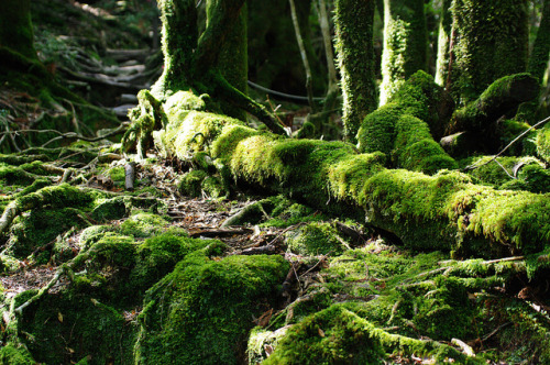 ShirataniUnsui-kyo, 白谷雲水峡, Yakushima by Akihito Fujii on Flickr.