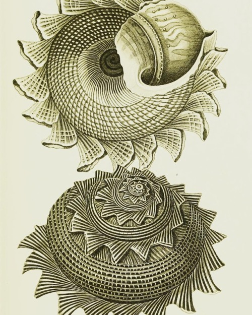 Sunburst star turban (Astraea heliotropium) for #MolluskMonday! #SciArt from Bibliothèque Conchyliol