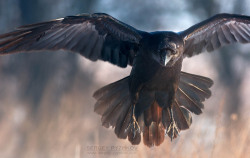 iheartcrows:  Sergey Ryzhkov via photographers.ua