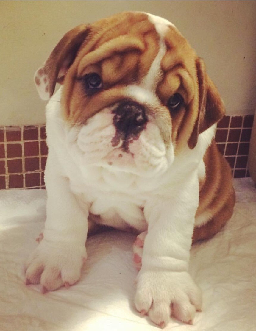 worldofbulldog:adorabull🐾