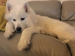 cloudthesamoyed:  when you’ve been waiting for someone to reply for ages n ur sad n sleepy