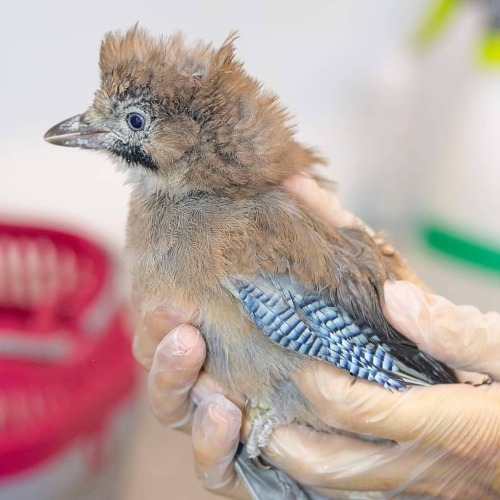 This young jay was brought into our care after being found by the side of a road. Whilst is was stil