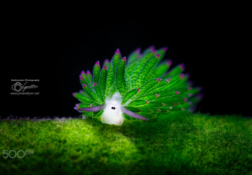 probablysearpgideas: end0skeletal: Sea slug commonly known as sea sheep or leaf sheep (Costasiella k