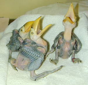 byesexualroymustangs:  byesexualroymustangs: baby toucans are so unspeakably cute