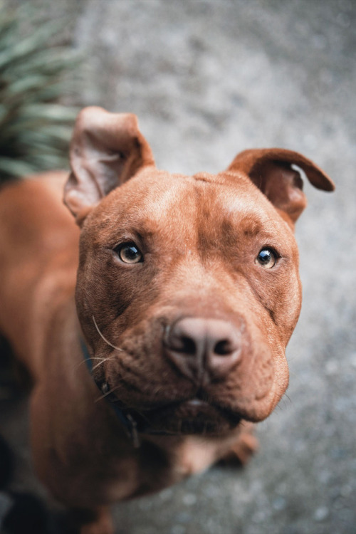 souhailbog:Pitbull By Nick Rico